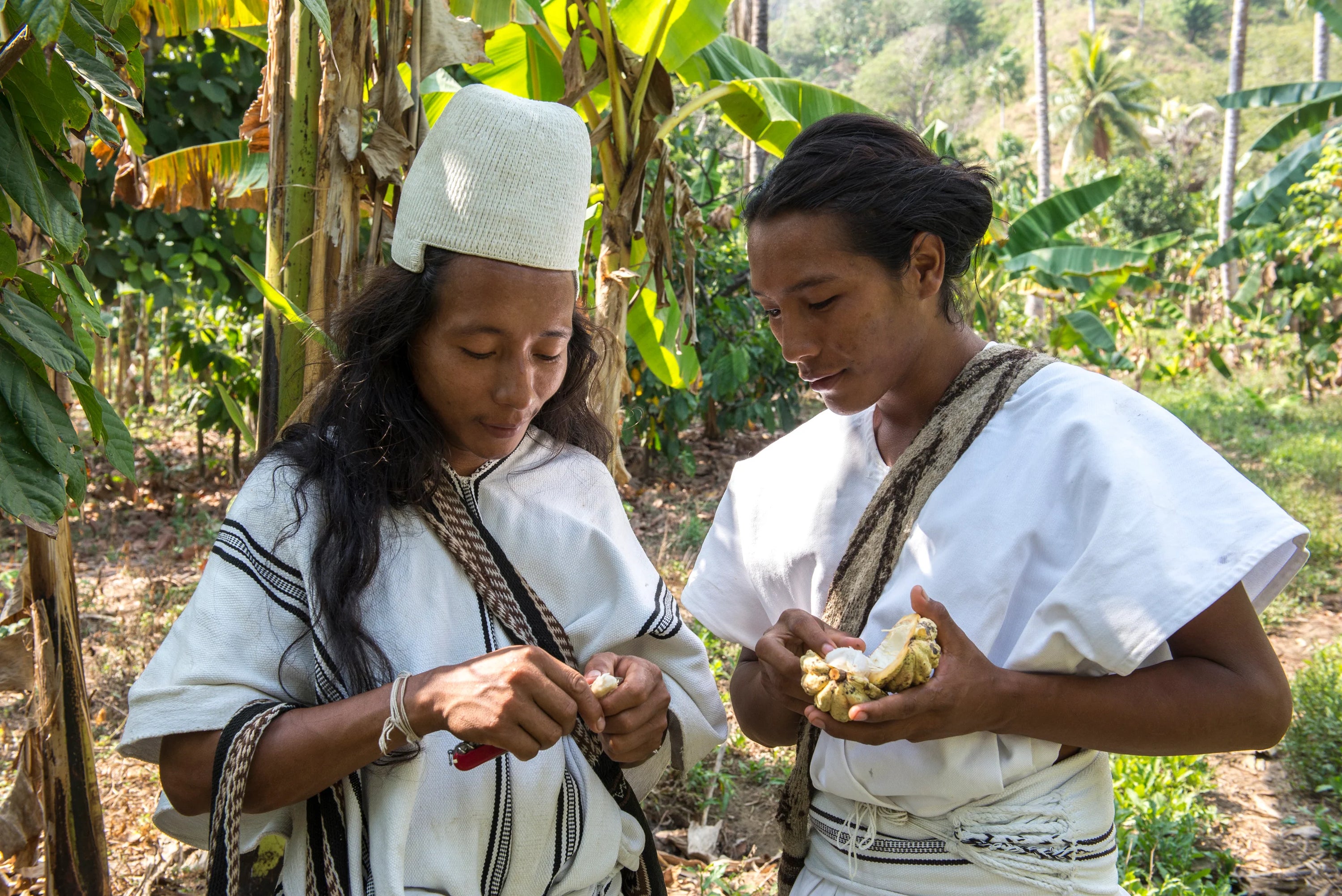 Dark Chocolate | Cacao Hunters - Arhuacos, 72% Tribe